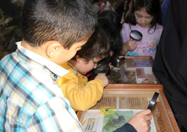 Verano en Viña: Museo Fonck ofrece seis talleres para niños y sus familias durante todo Enero
