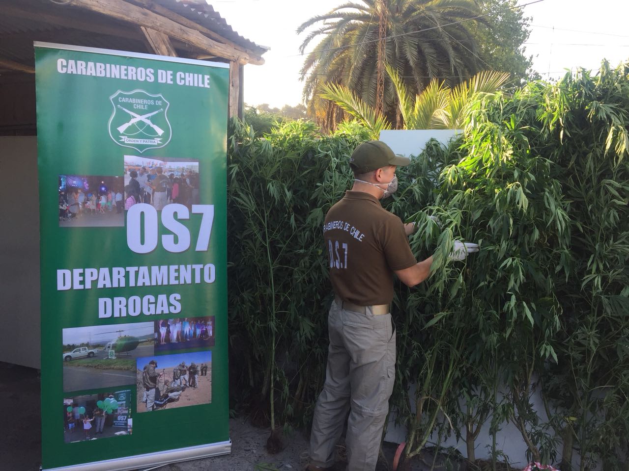San Antonio: Personal del OS7 de San Antonio, descubre cultivo de Cannavbis Sativa.