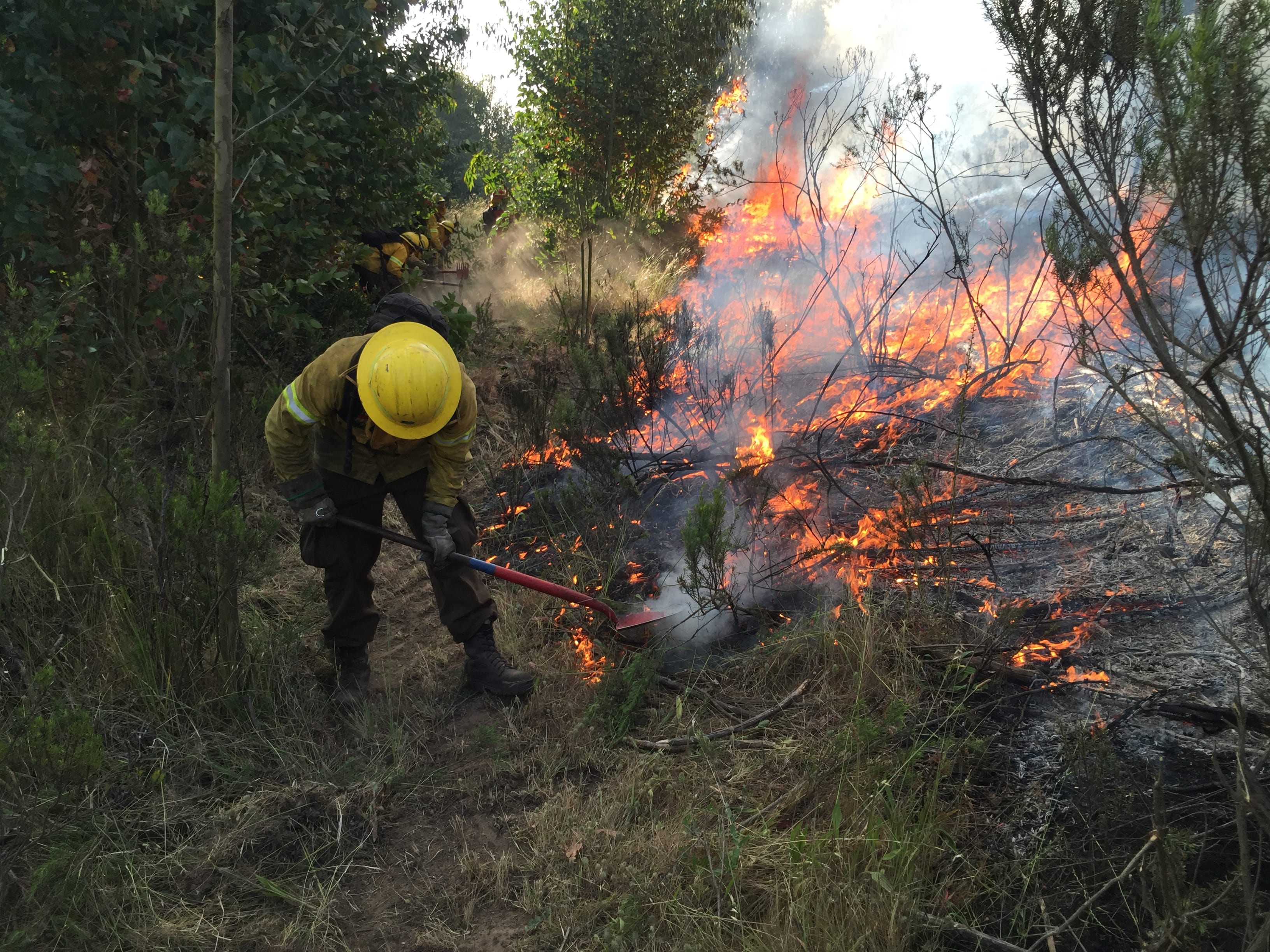 CONAF reforzará vigilancia para prevenir incendios forestales en festividad religiosa de Lo Vásquez