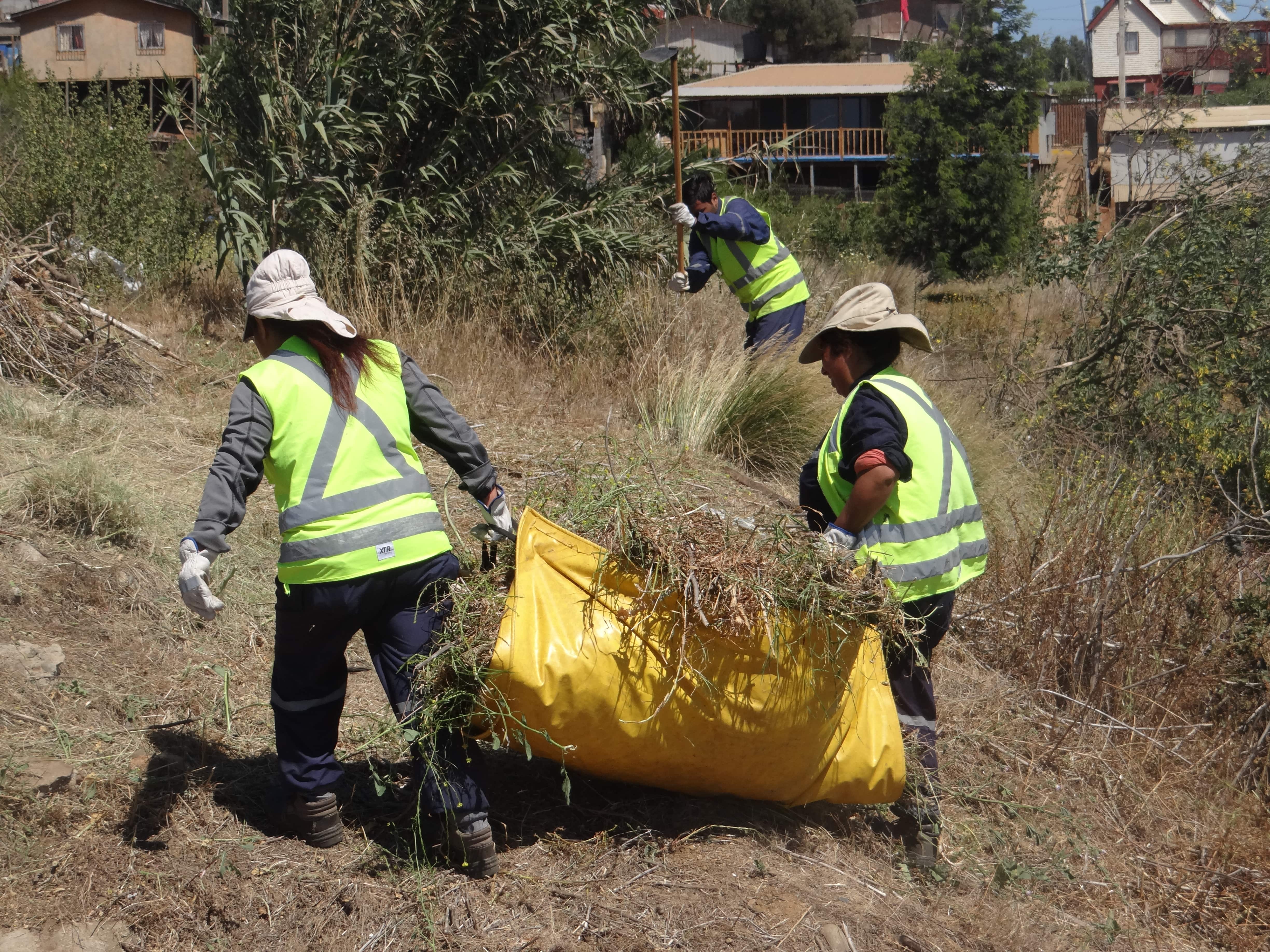 CONAF retirará 10 toneladas de maleza y pastizales en el cerro Mariposa de Valparaíso