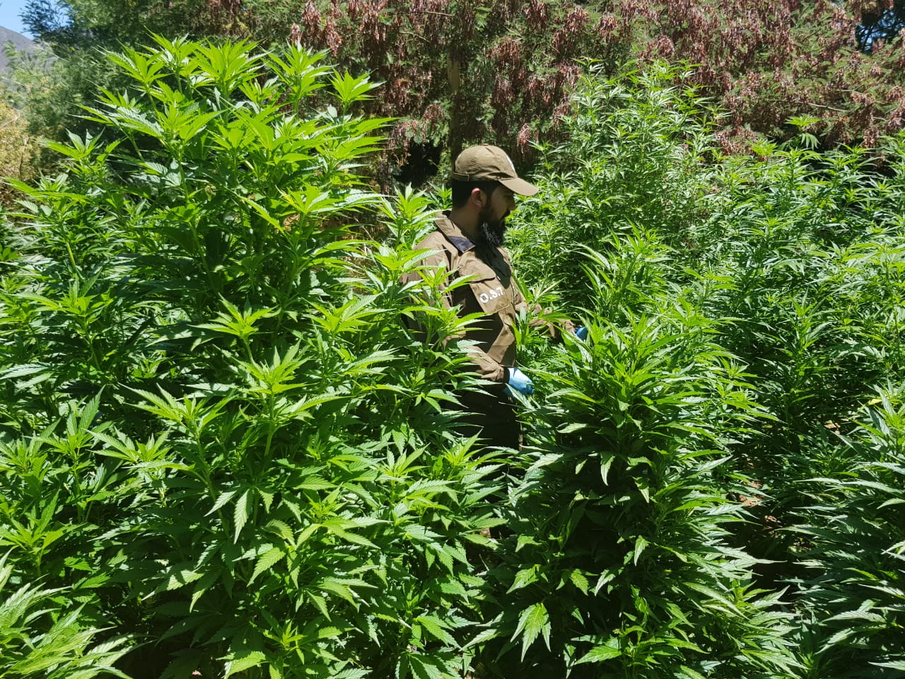 Dos sujetos detenidos por cultivo ilegal de cannabis sativa  y tráfico