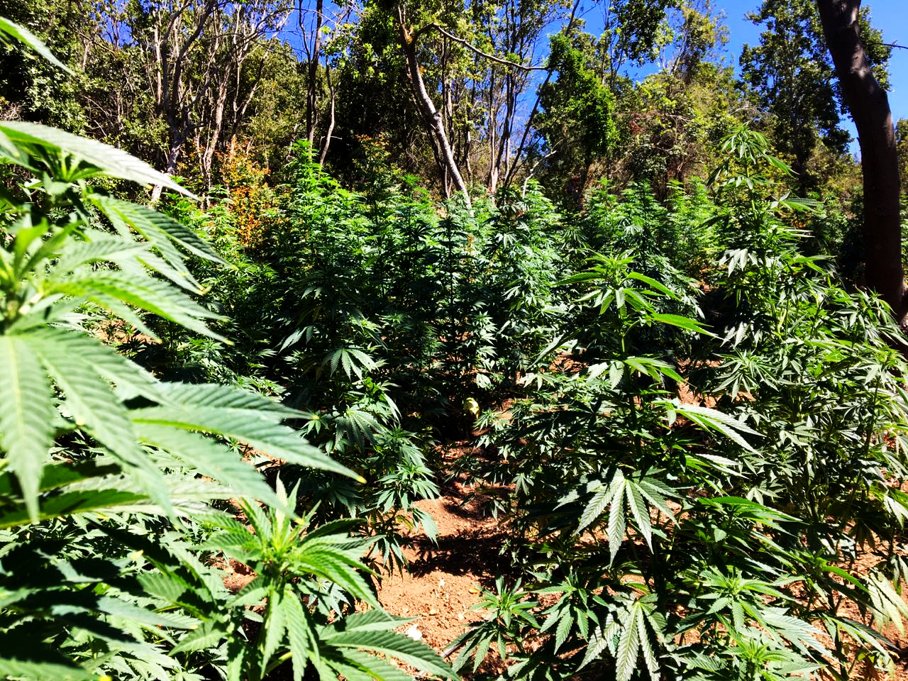 Puchuncaví: OS7 de Carabineros detectó millonaria plantación de Cannabis Sativa