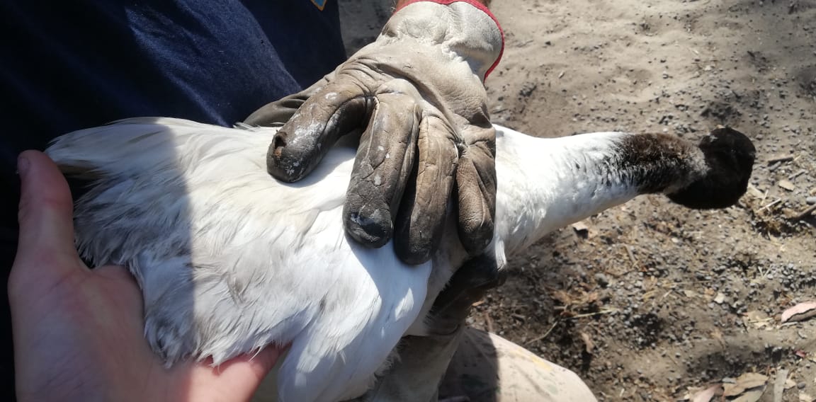 Guardaparques de CONAF rescataron a un cisne de cuello negro en Santo Domingo