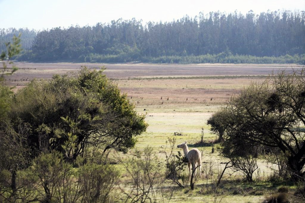 CONAF recoge ideas de la comunidad para proteger la flora y fauna de la Reserva Nacional Lago Peñuelas