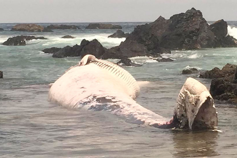 Con retroexcavadoras intentan mover ballena que apareció varada en la costa de Quinquelles.
