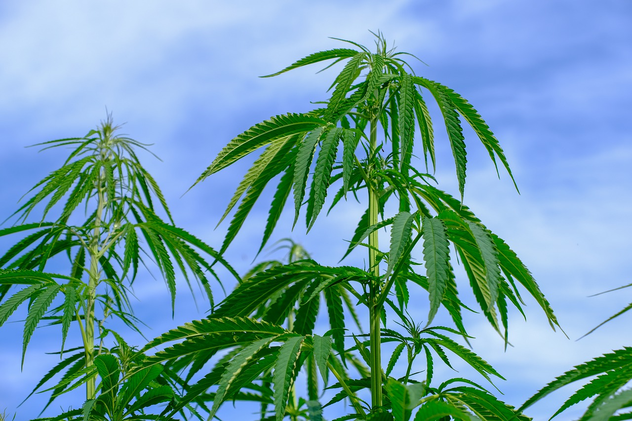 Incautaron 1000 plantas de Marihuana escondidas en plantación de choclos en Papudo