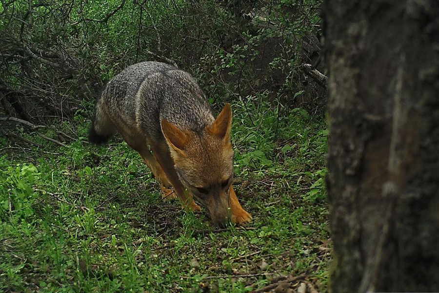 Zorro culpeo ocupa cerca del 95 % del territorio del Parque Nacional La Campana