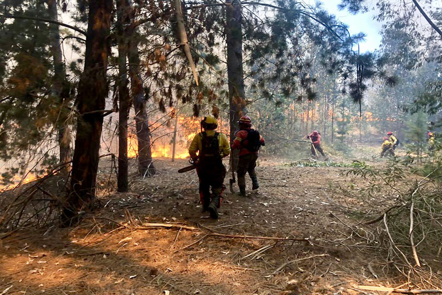 CONAF abrió proceso de postulación a las brigadas forestales de la Región de Valparaíso