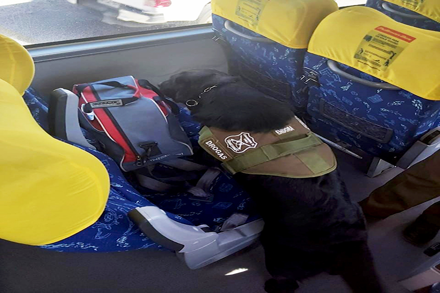 Olfato de perro detector de droga delató a pasajero que transportaba un frasco con cannabis sativa en un bus