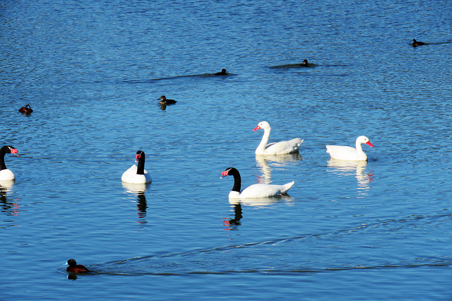 Guardaparques registraron 18 cisnes de cuello negro y 24 coscoroba en la laguna El Peral de El Tabo