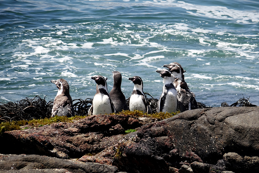 Conaf registró este mes 941 pingüinos de Humboldt en el Monumento Natural Isla Cachagua