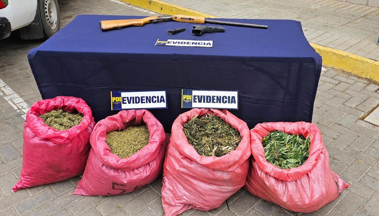 PDI DETECTA PLANTACIONES DE CANNABIS EN CABILDO Y LOS VILOS