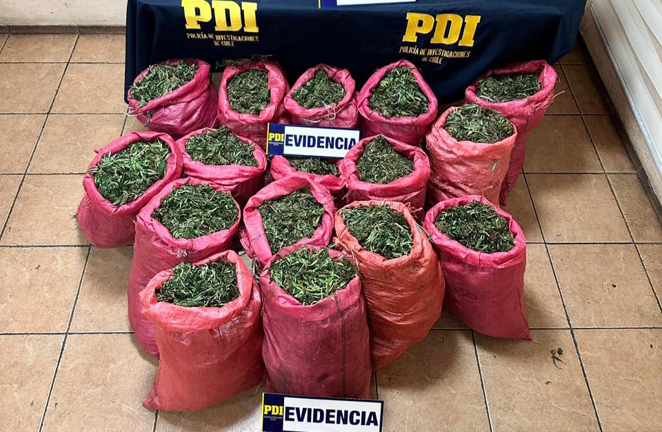 PDI INCAUTA 131 KILOS DE CANNABIS EN CABILDO